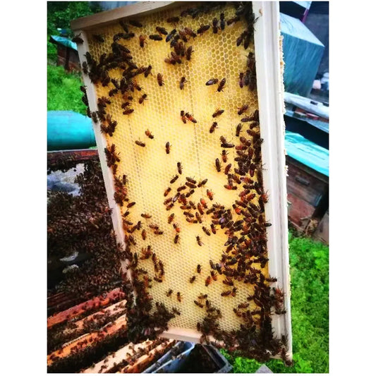 10-Piece Wooden Langstroth Beehive Frames – Square Design, Natural Wood, Beekeeping Supplies for Honey Production & Agricultural